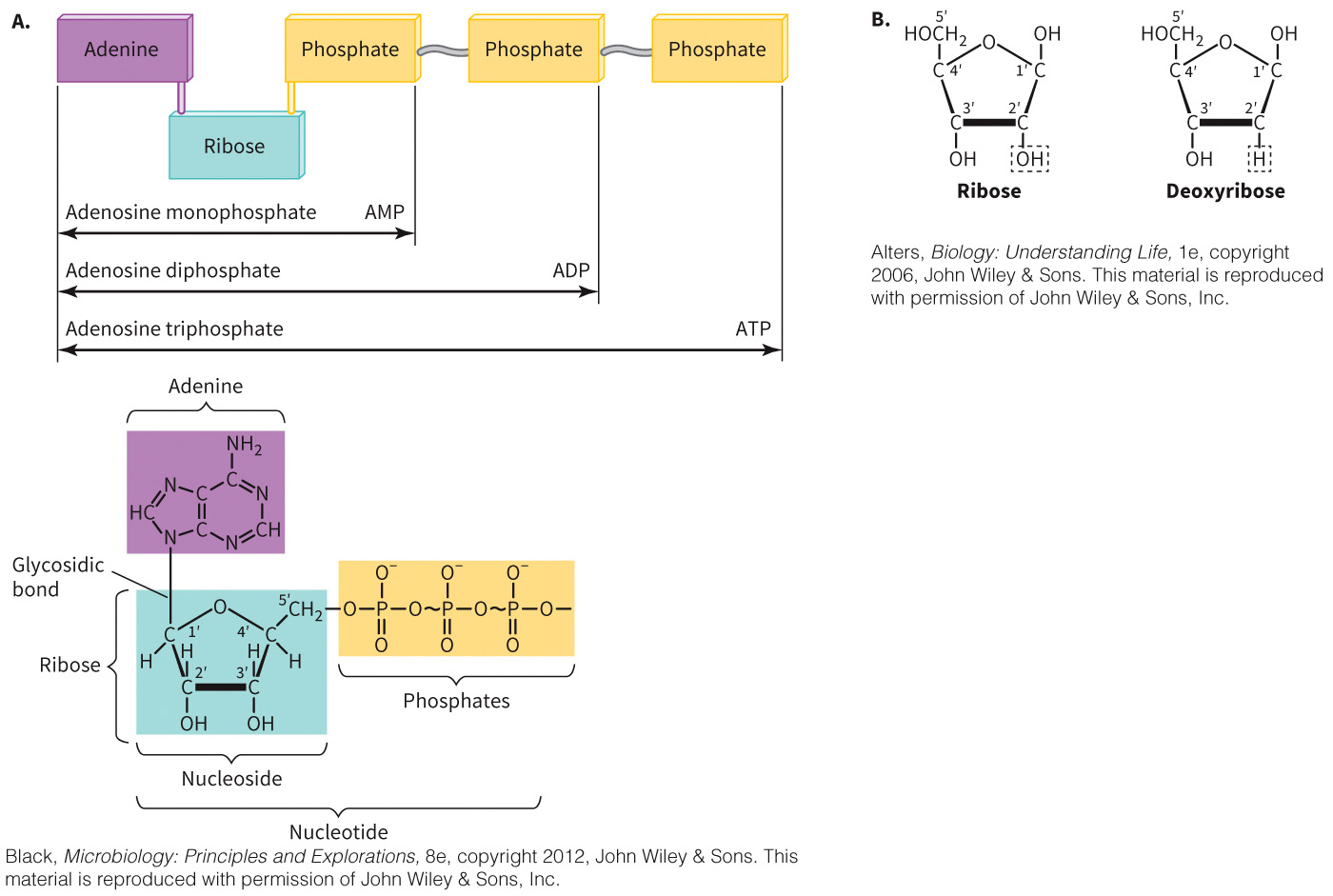biol-4320-materials/Course Materials/_assets/tan1e_ch_02_lecture/image-002.jpg