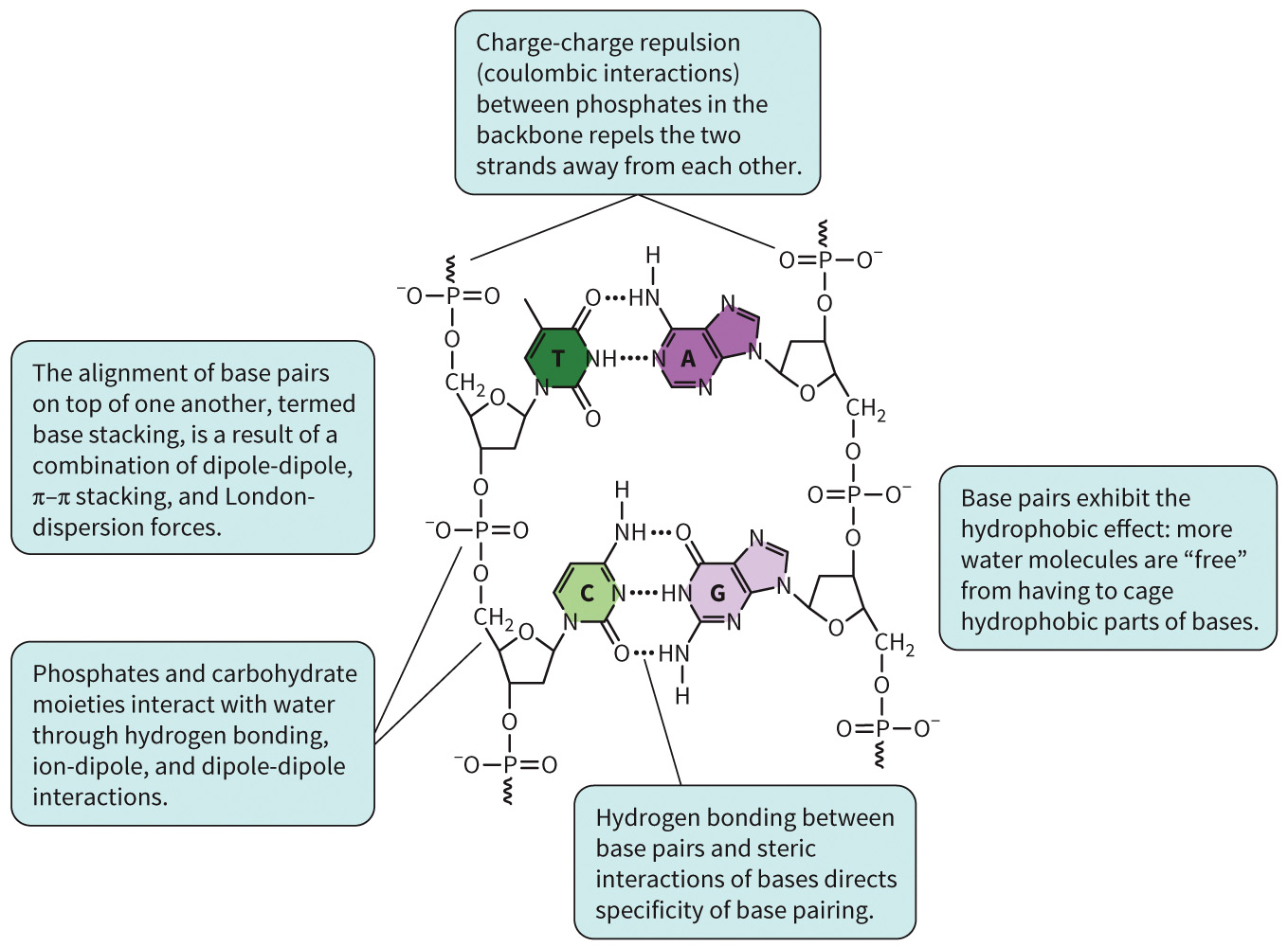 biol-4320-materials/Course Materials/_assets/tan1e_ch_02_lecture/image-006.jpg