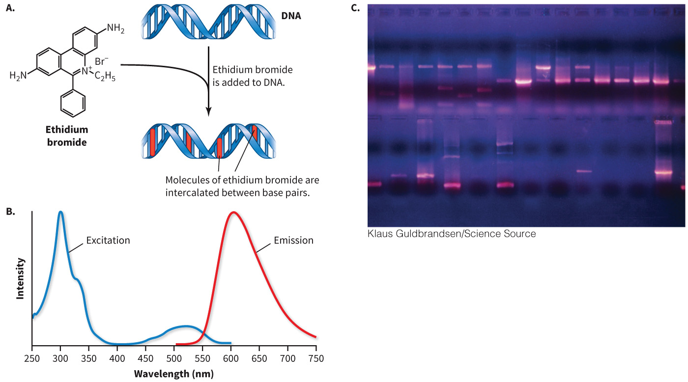 biol-4320-materials/Course Materials/_assets/tan1e_ch_02_lecture/image-009.jpg
