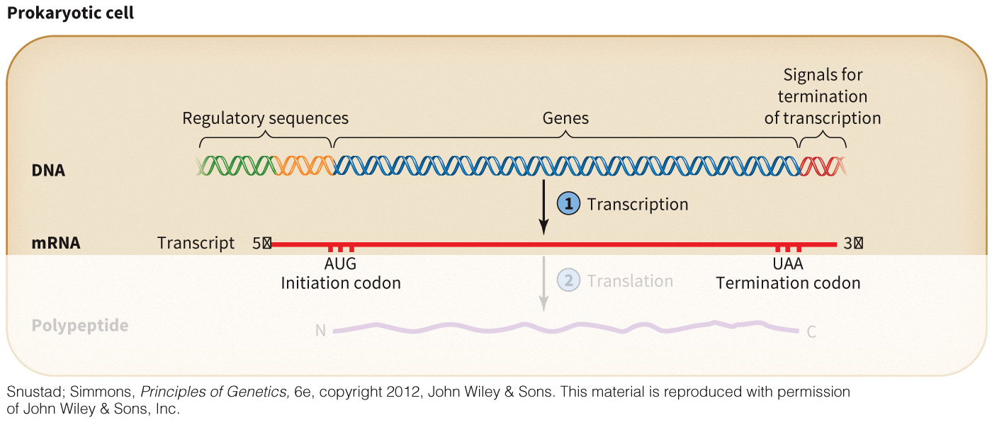 biol-4320-materials/Course Materials/_assets/tan1e_ch_02_lecture/image-014.jpg