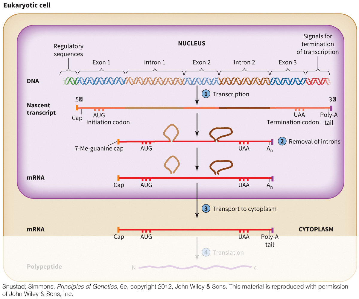 biol-4320-materials/Course Materials/_assets/tan1e_ch_02_lecture/image-015.jpg