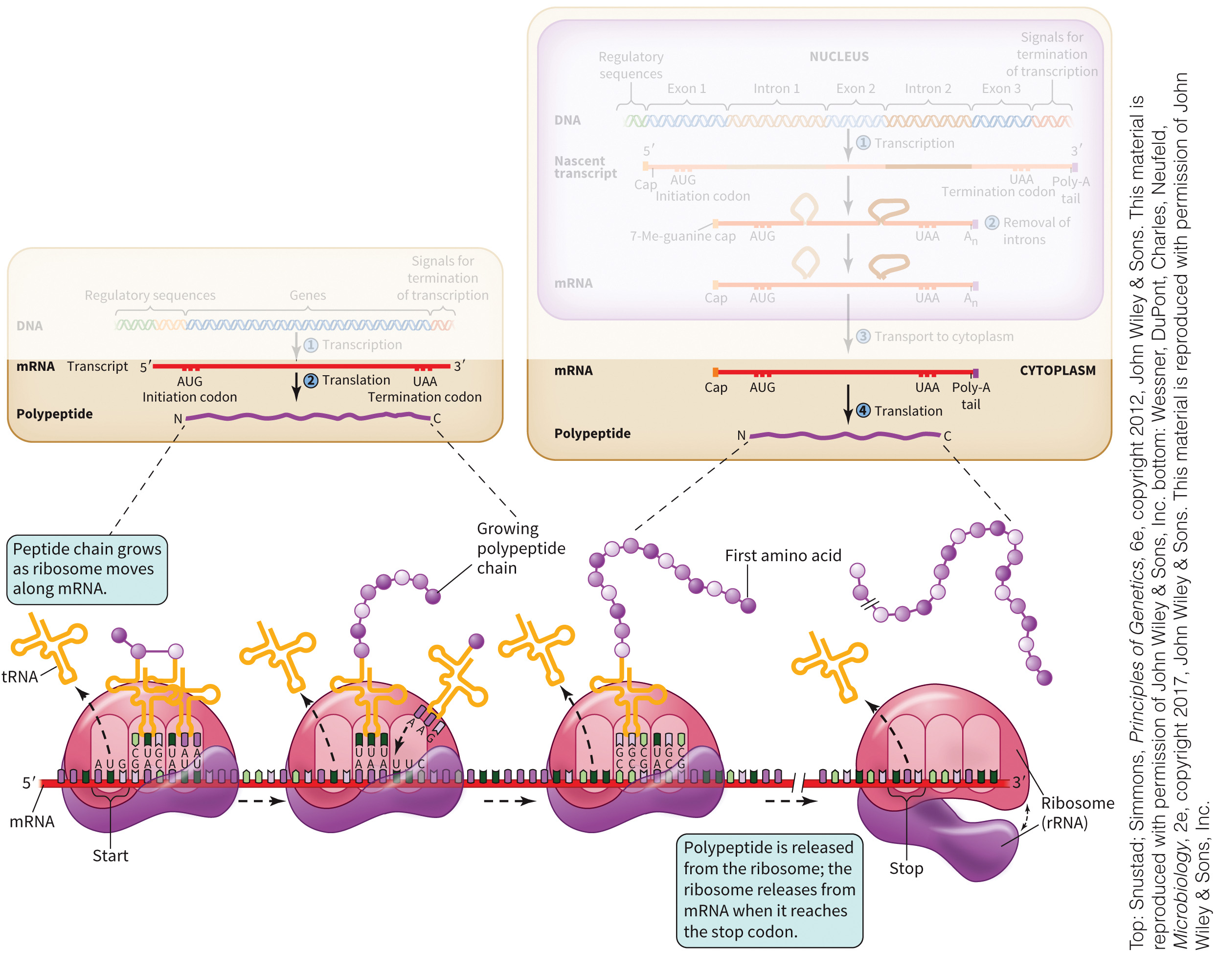 biol-4320-materials/Course Materials/_assets/tan1e_ch_02_lecture/image-016.jpg