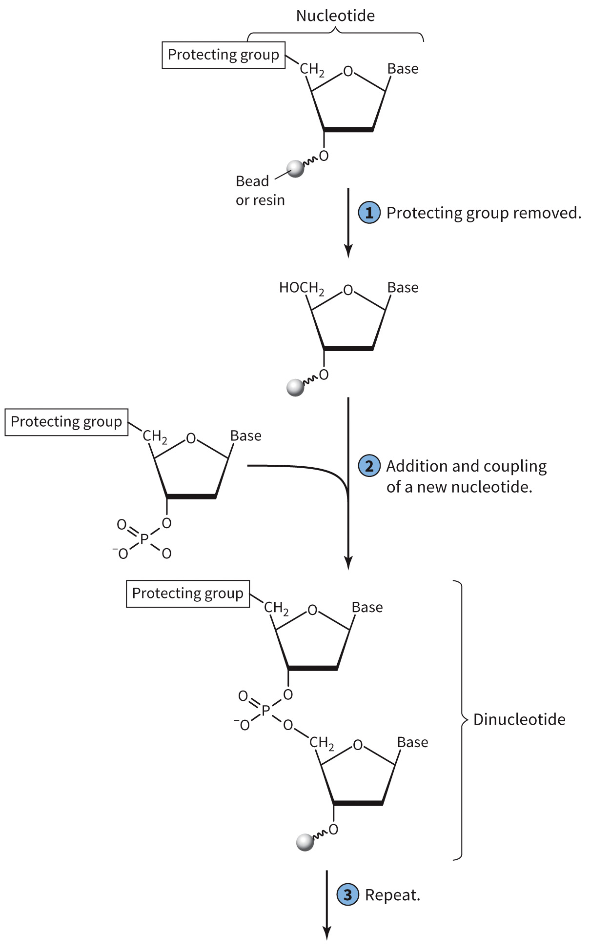 biol-4320-materials/Course Materials/_assets/tan1e_ch_02_lecture/image-018.jpg