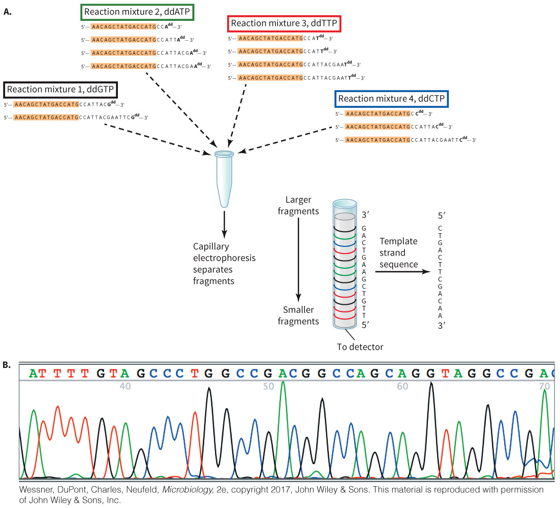 biol-4320-materials/Course Materials/_assets/tan1e_ch_02_lecture/image-022.jpg