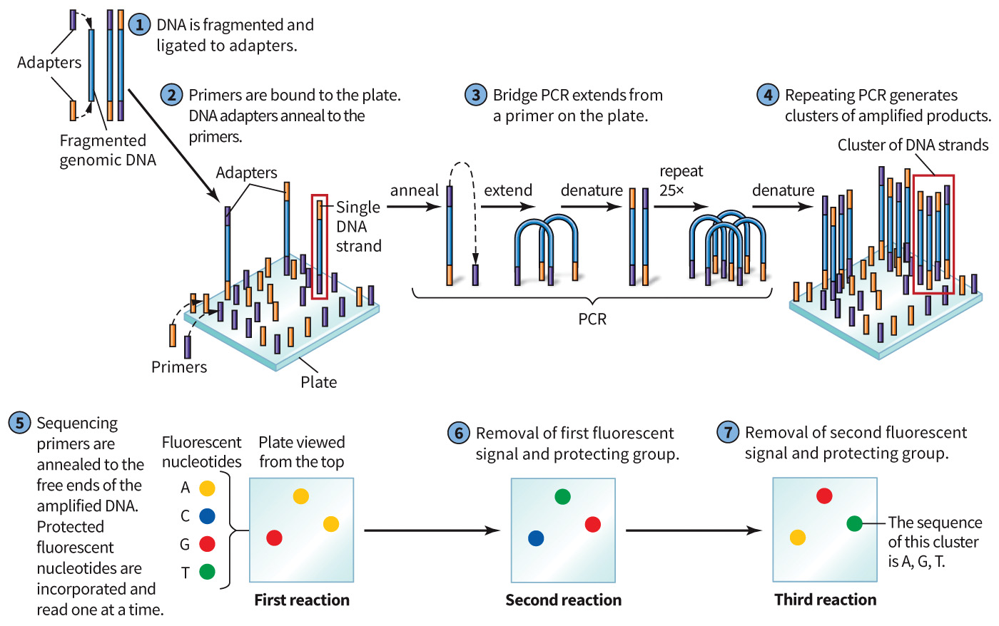 biol-4320-materials/Course Materials/_assets/tan1e_ch_02_lecture/image-023.jpg