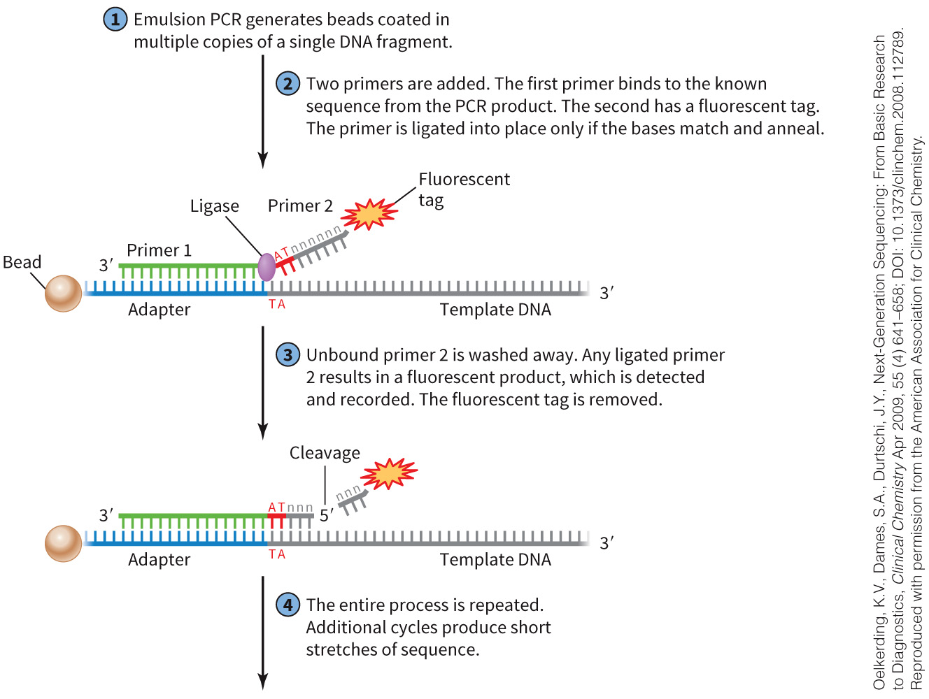 biol-4320-materials/Course Materials/_assets/tan1e_ch_02_lecture/image-024.jpg