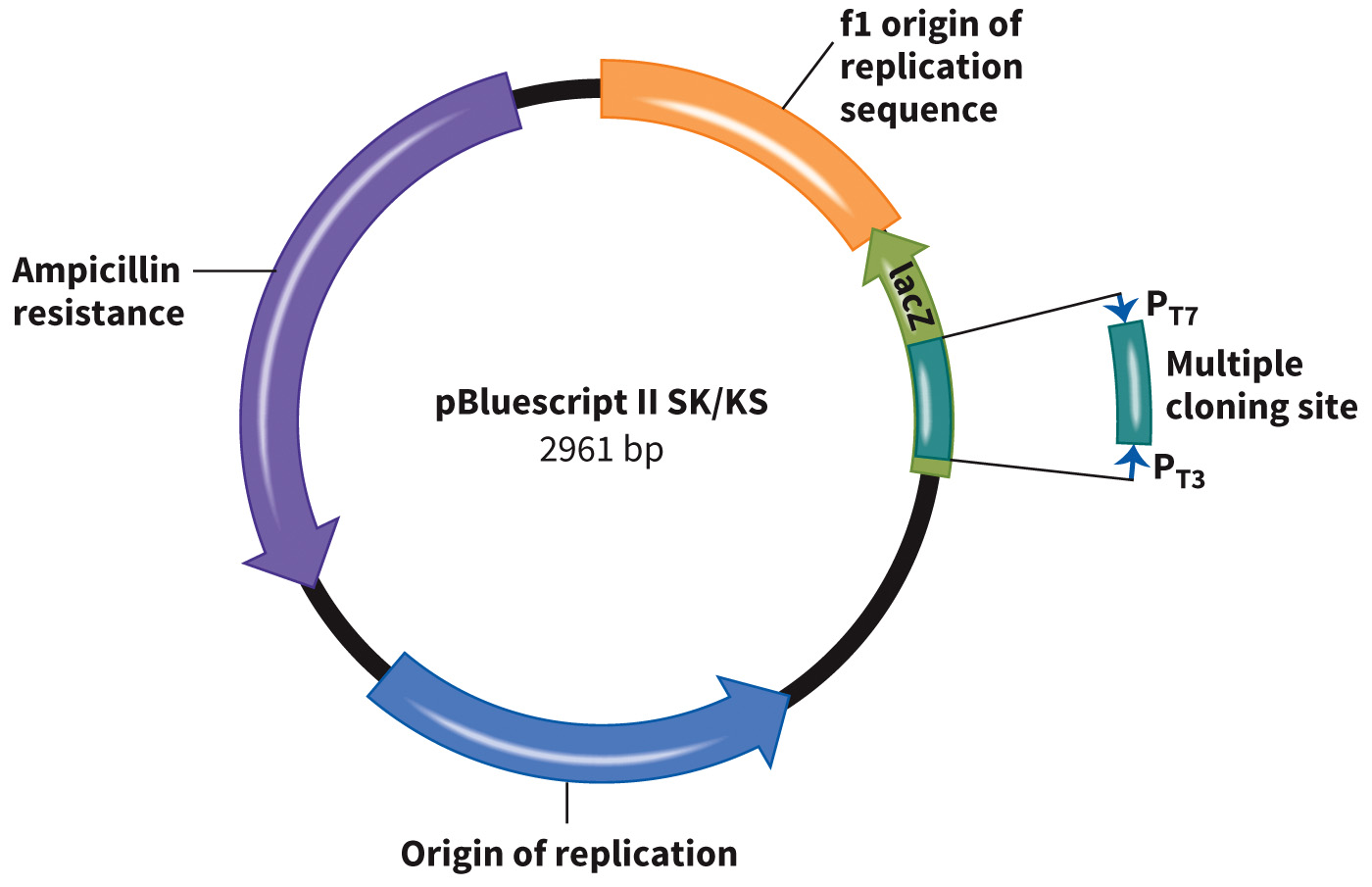 biol-4320-materials/Course Materials/_assets/tan1e_ch_02_lecture/image-028.jpg