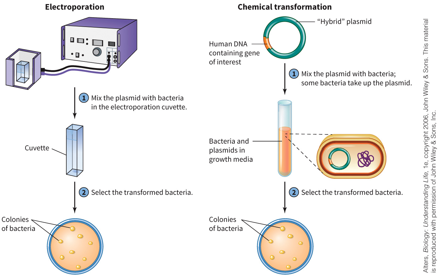 biol-4320-materials/Course Materials/_assets/tan1e_ch_02_lecture/image-029.jpg