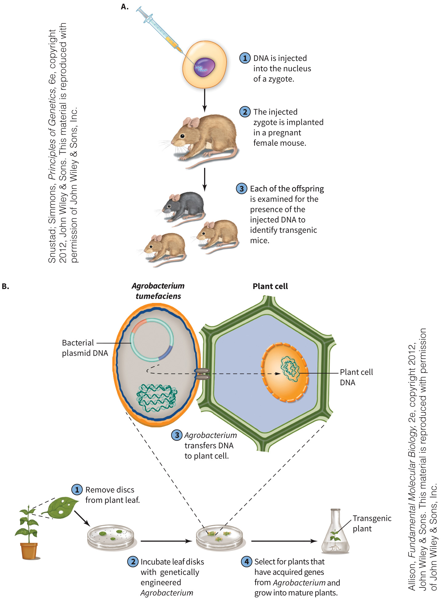 biol-4320-materials/Course Materials/_assets/tan1e_ch_02_lecture/image-031.jpg
