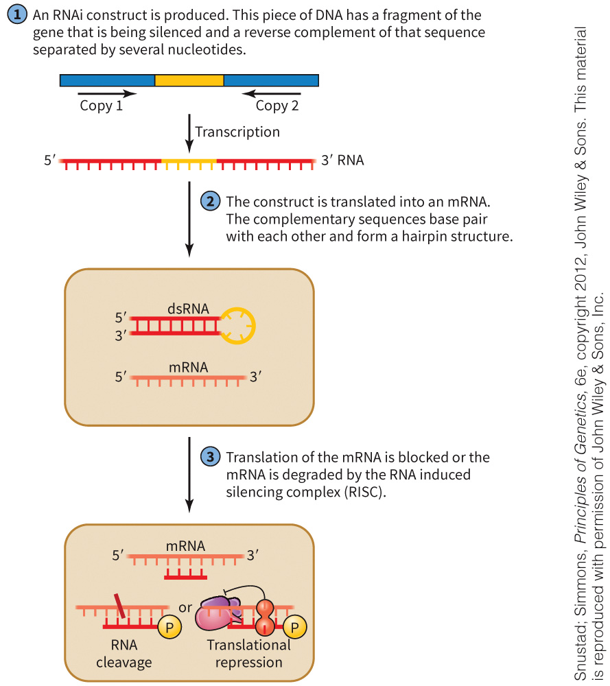 biol-4320-materials/Course Materials/_assets/tan1e_ch_02_lecture/image-034.jpg