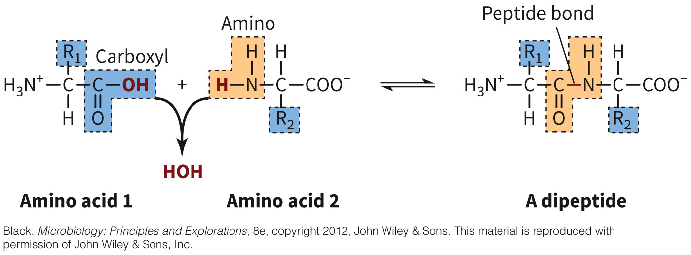 biol-4320-materials/Course Materials/_assets/tan1e_ch_03_lecture/image-006.jpg