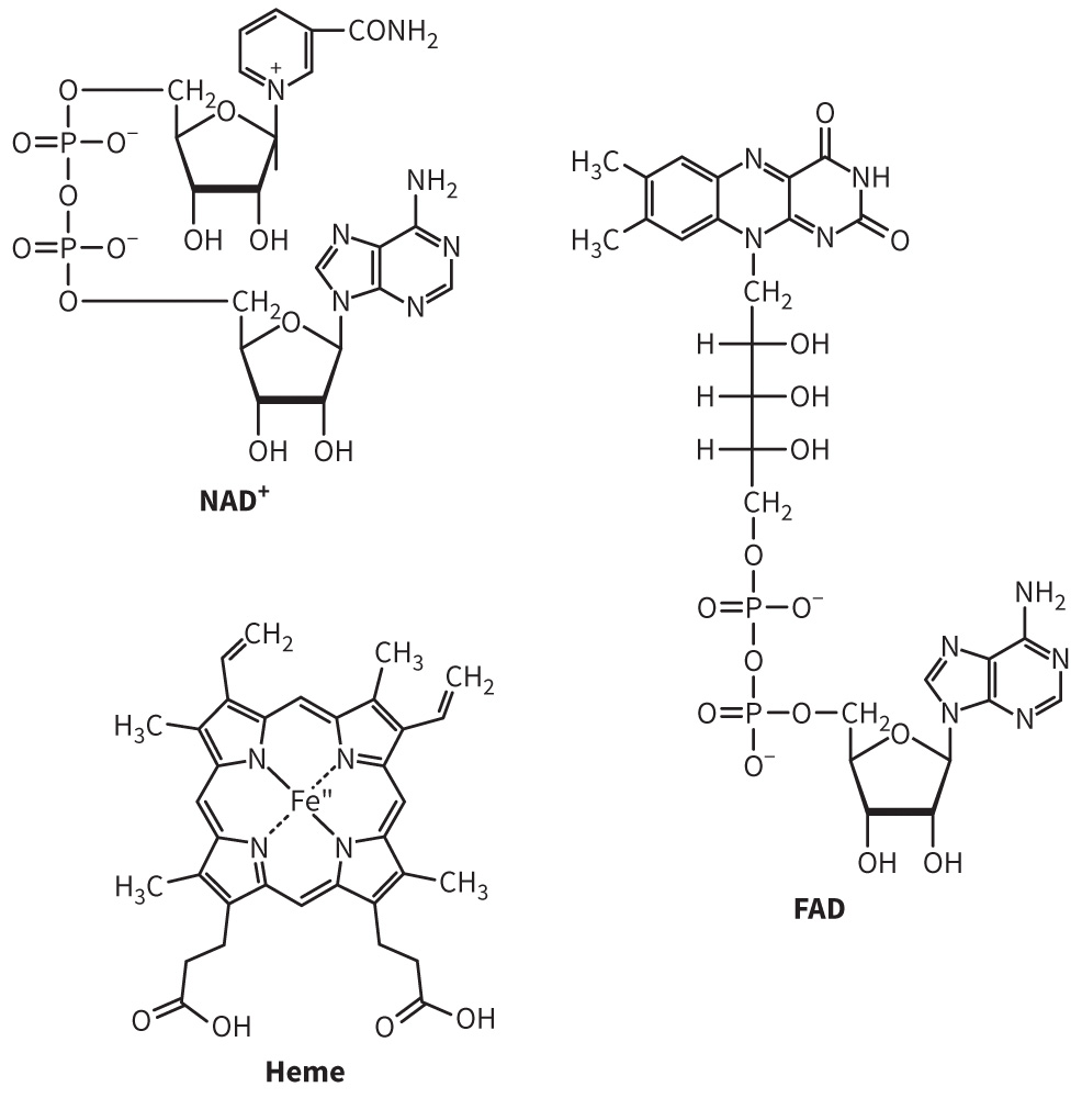 biol-4320-materials/Course Materials/_assets/tan1e_ch_03_lecture/image-007.jpg