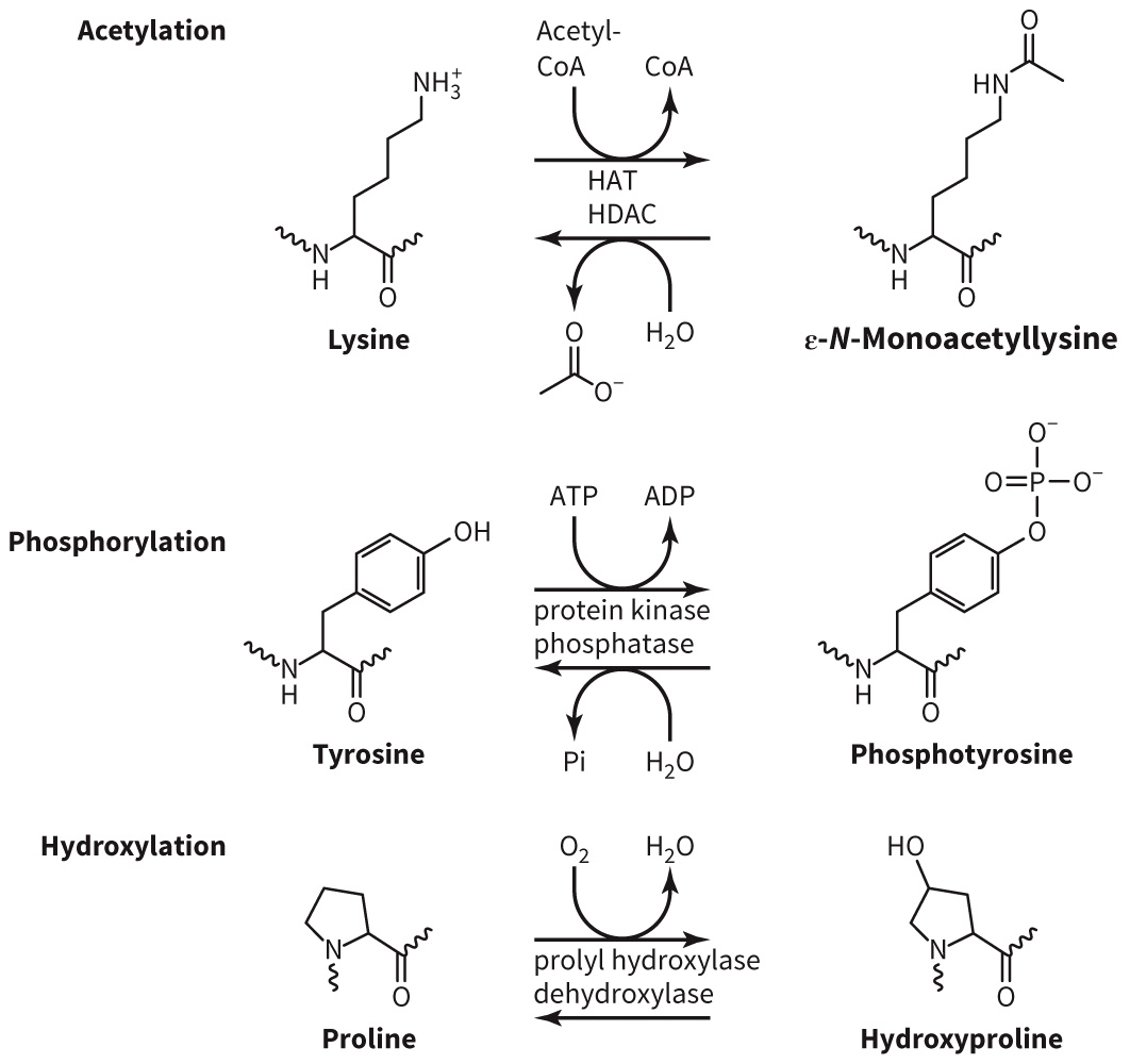 biol-4320-materials/Course Materials/_assets/tan1e_ch_03_lecture/image-008.jpg