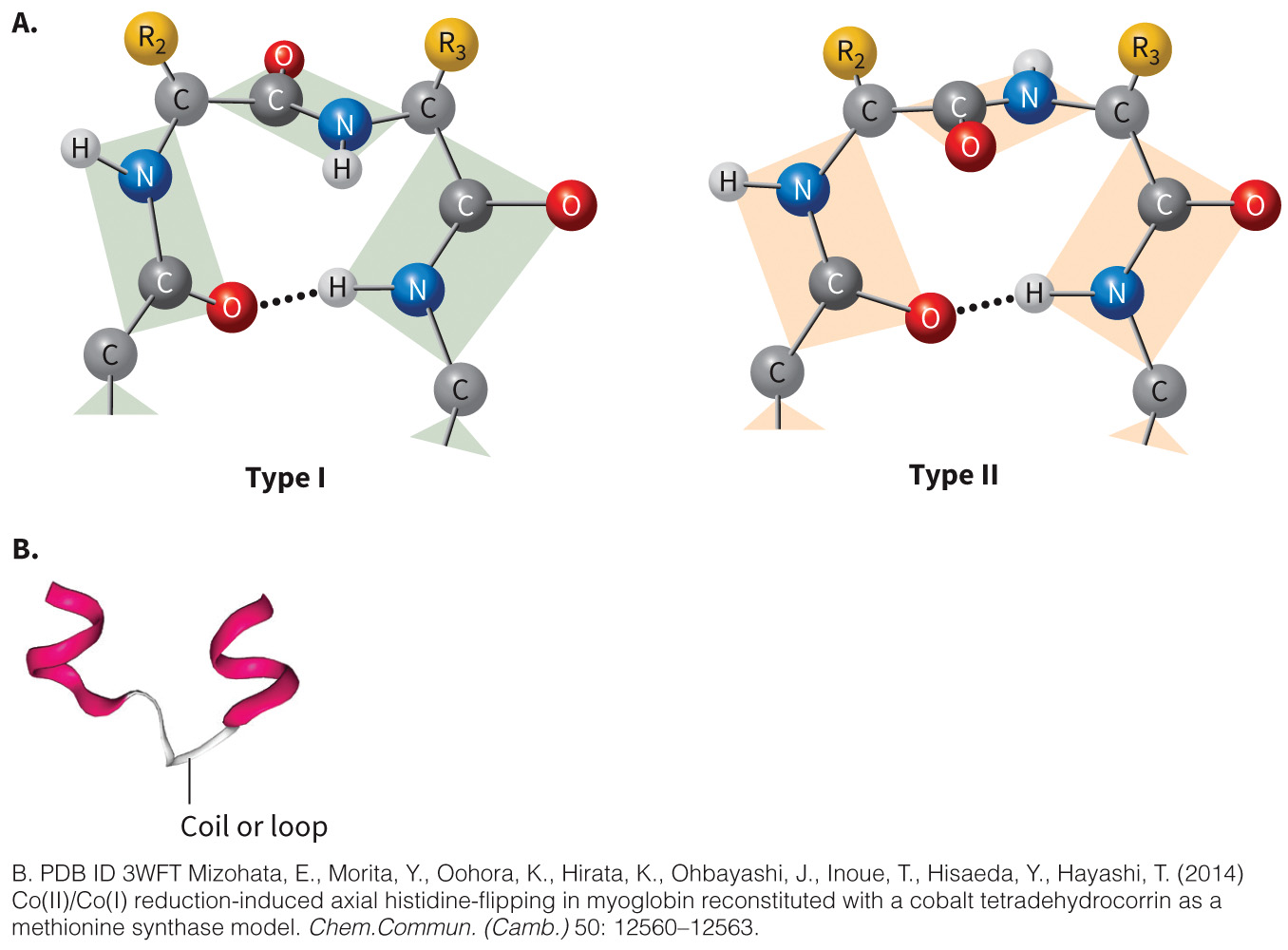 biol-4320-materials/Course Materials/_assets/tan1e_ch_03_lecture/image-013.jpg