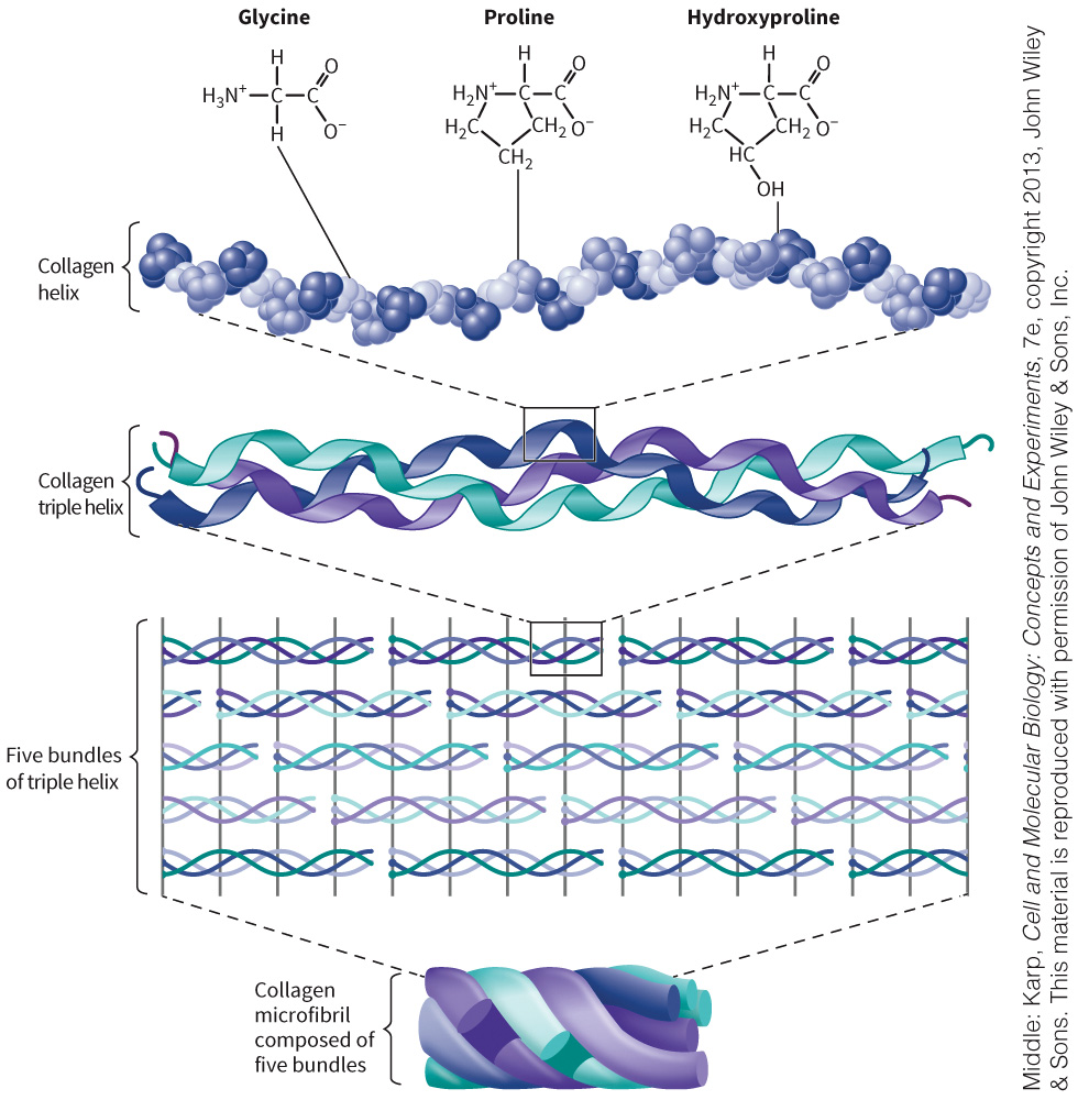 biol-4320-materials/Course Materials/_assets/tan1e_ch_03_lecture/image-021.jpg