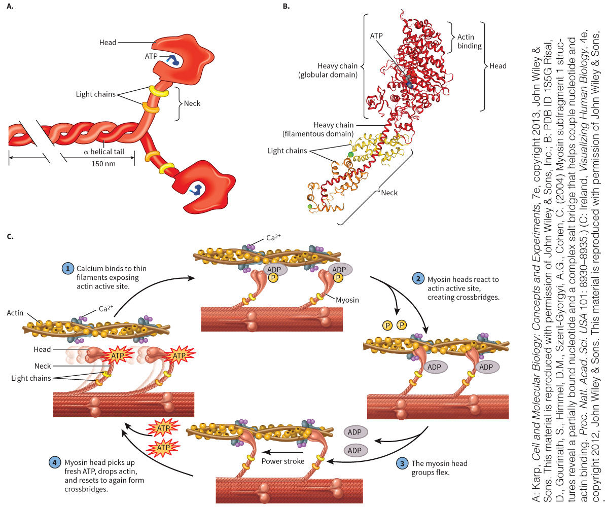 biol-4320-materials/Course Materials/_assets/tan1e_ch_03_lecture/image-025.jpg