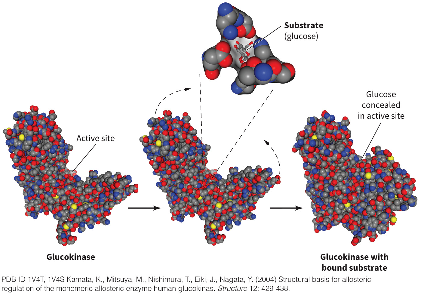 biol-4320-materials/Course Materials/_assets/tan1e_ch_04_lecture/image-002.jpg