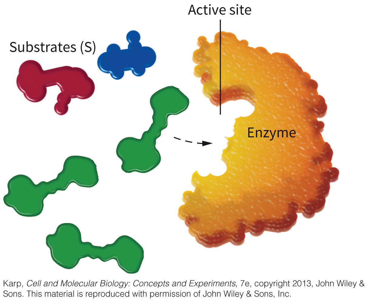 biol-4320-materials/Course Materials/_assets/tan1e_ch_04_lecture/image-003.jpg348
