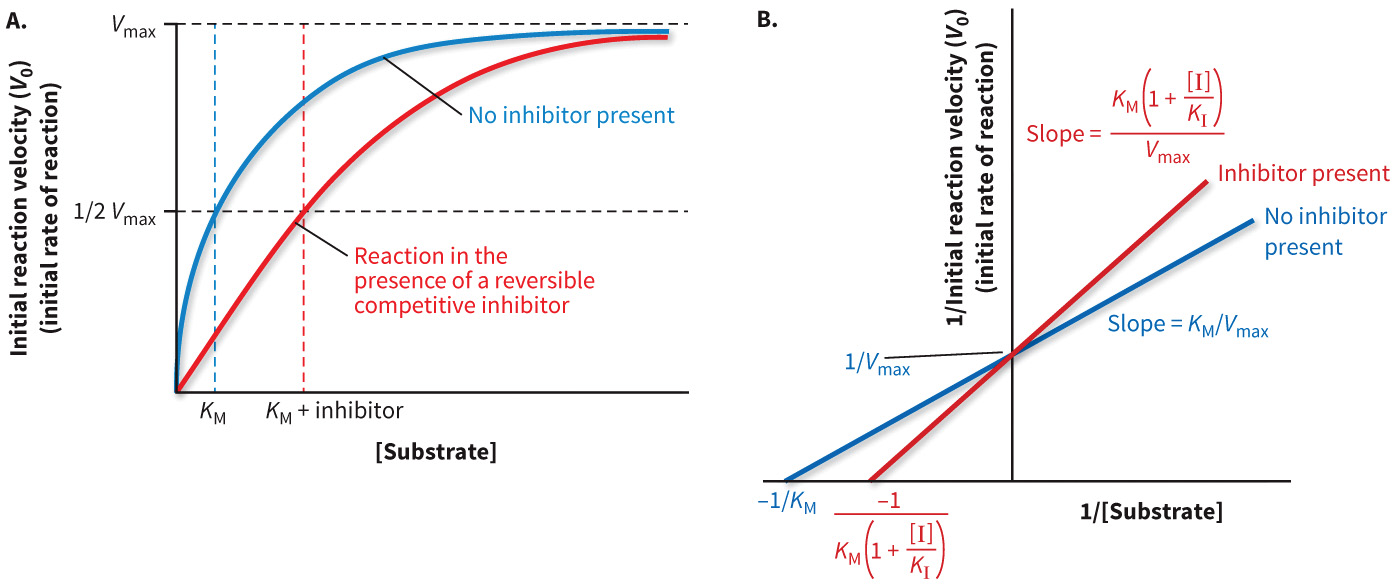 biol-4320-materials/Course Materials/_assets/tan1e_ch_04_lecture/image-015.jpg