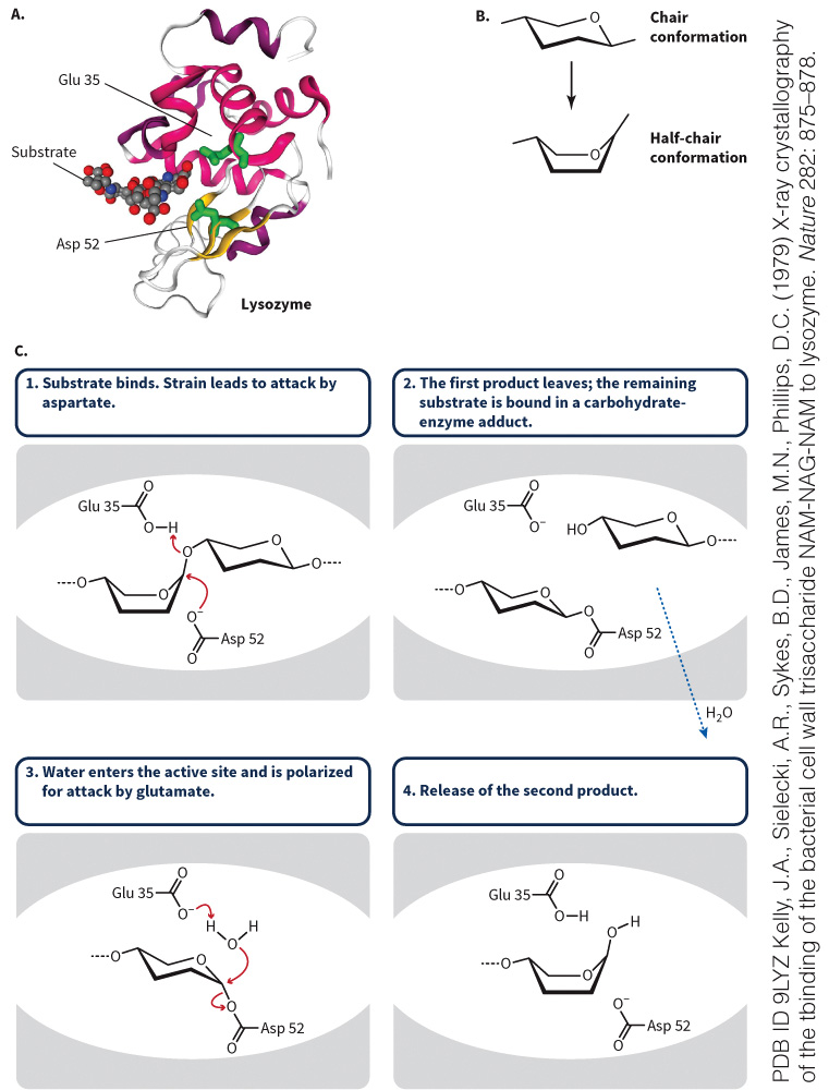 biol-4320-materials/Course Materials/_assets/tan1e_ch_04_lecture/image-020.jpg601