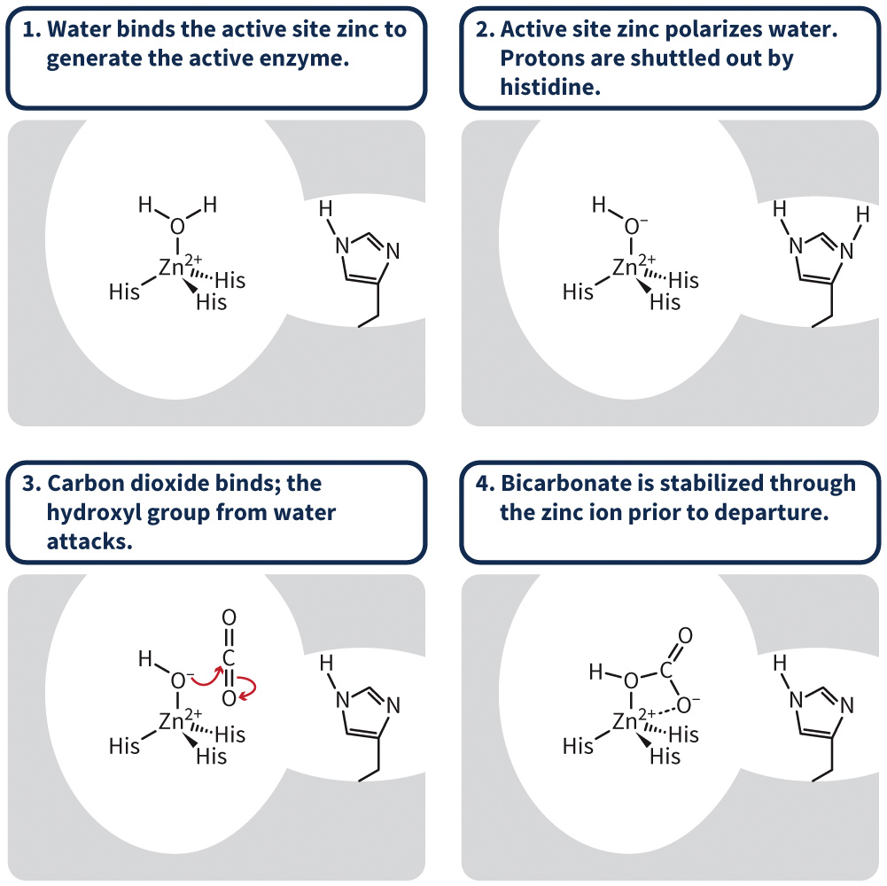 biol-4320-materials/Course Materials/_assets/tan1e_ch_04_lecture/image-022.jpg571
