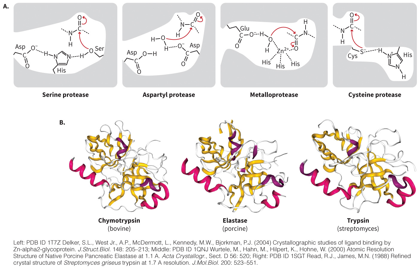 biol-4320-materials/Course Materials/_assets/tan1e_ch_04_lecture/image-023.jpg