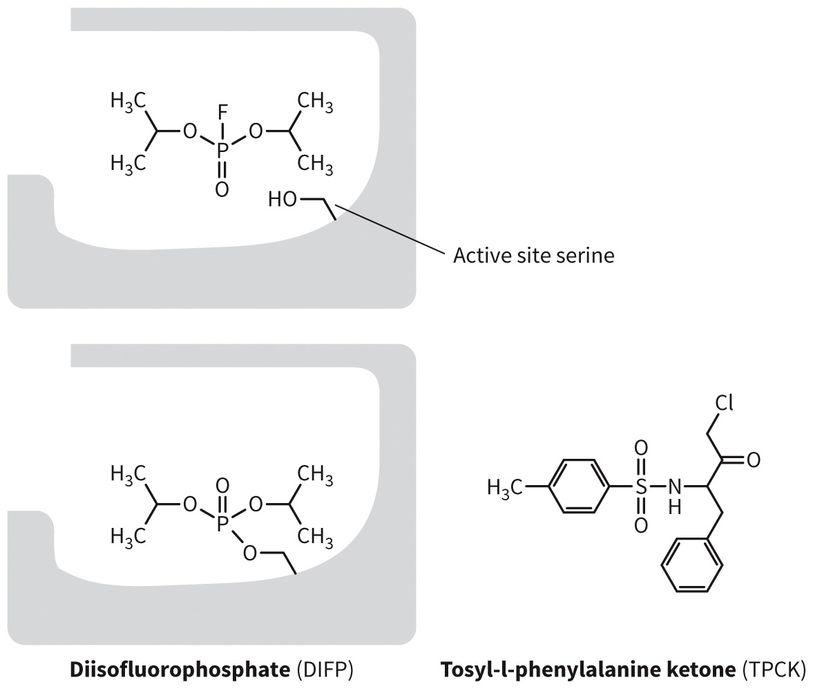 biol-4320-materials/Course Materials/_assets/tan1e_ch_04_lecture/image-026.jpg424