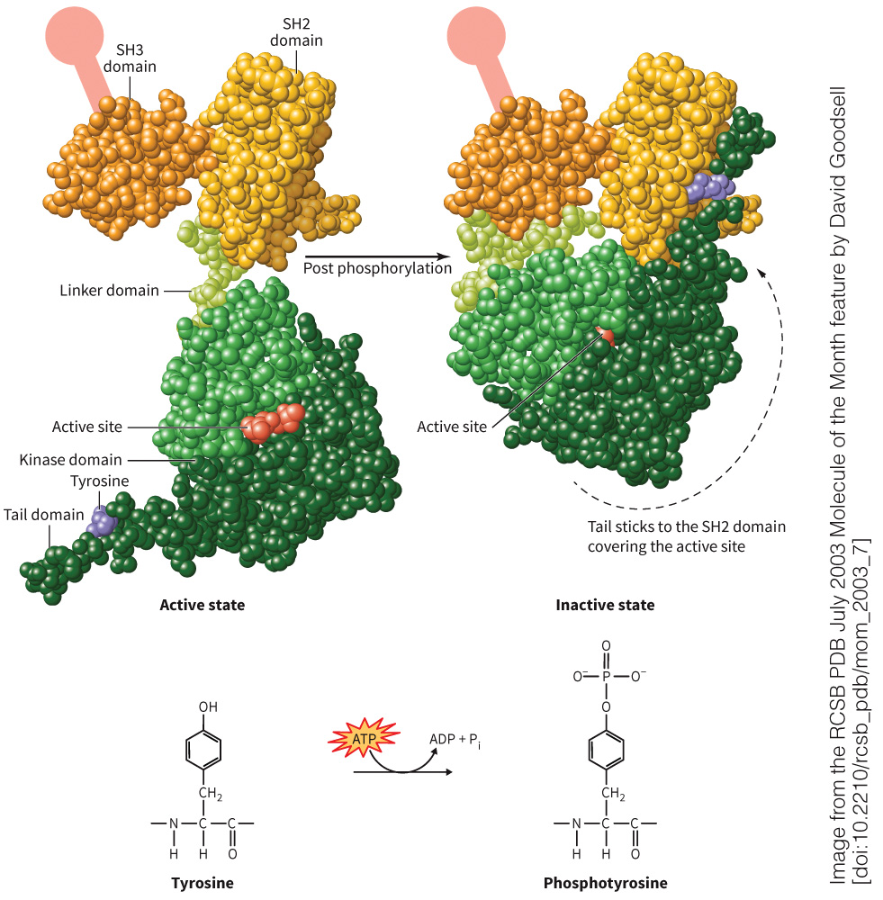 biol-4320-materials/Course Materials/_assets/tan1e_ch_04_lecture/image-027.jpg