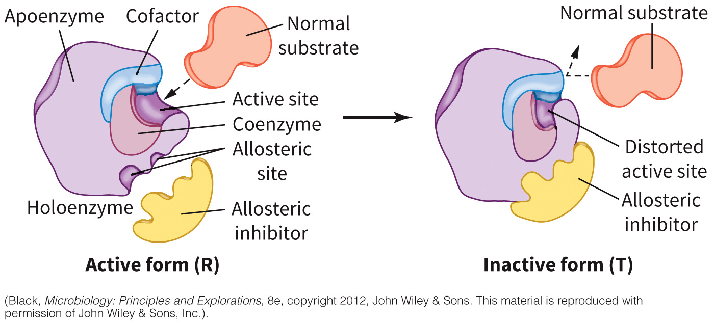 biol-4320-materials/Course Materials/_assets/tan1e_ch_04_lecture/image-028.jpg