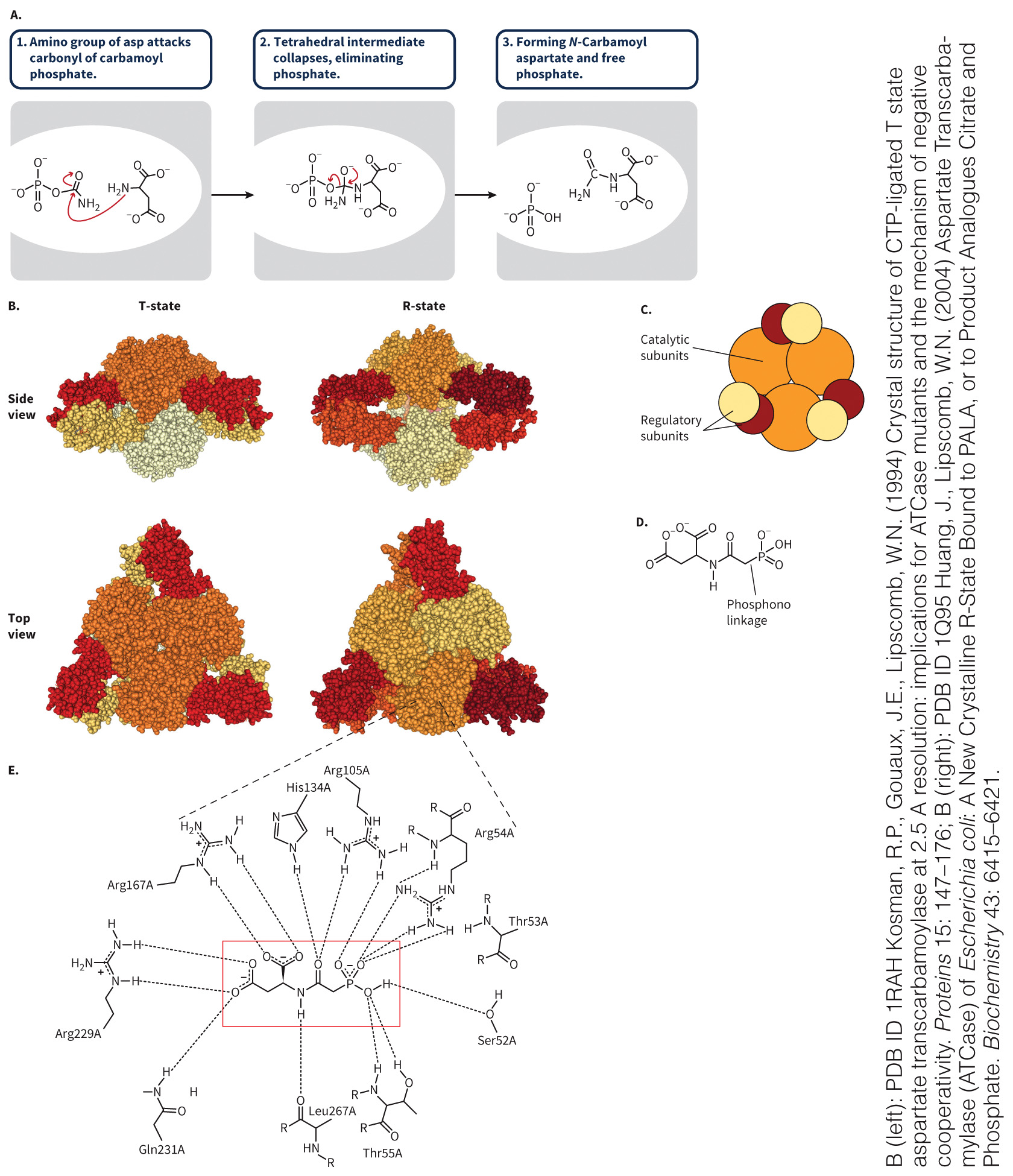 biol-4320-materials/Course Materials/_assets/tan1e_ch_04_lecture/image-030.jpg