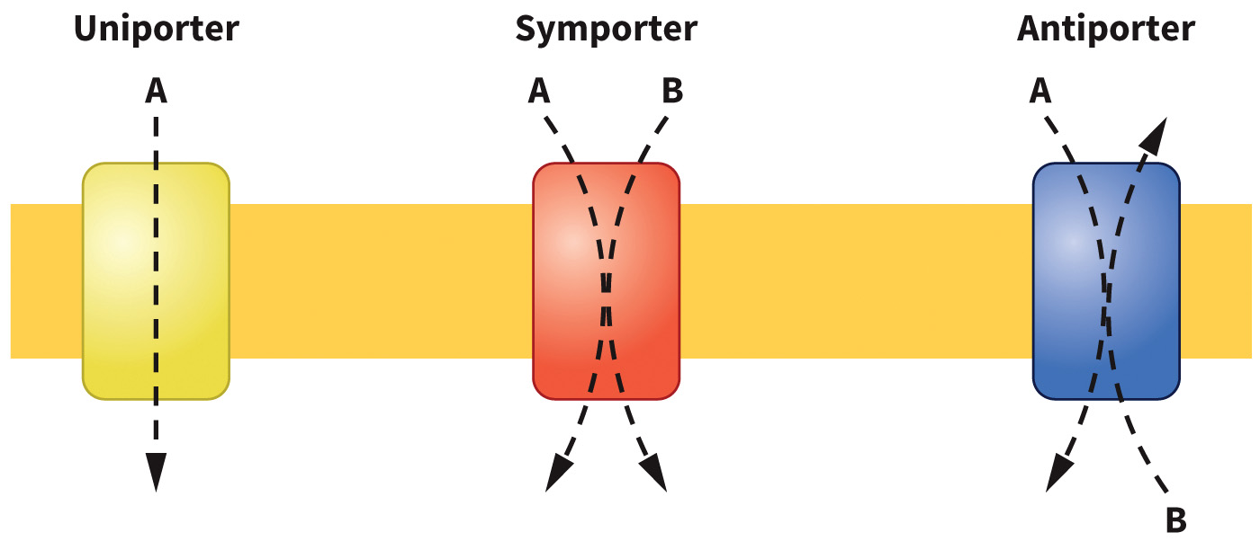 biol-4320-materials/Course Materials/_assets/tan1e_ch_05_lecture/image-003.jpg
