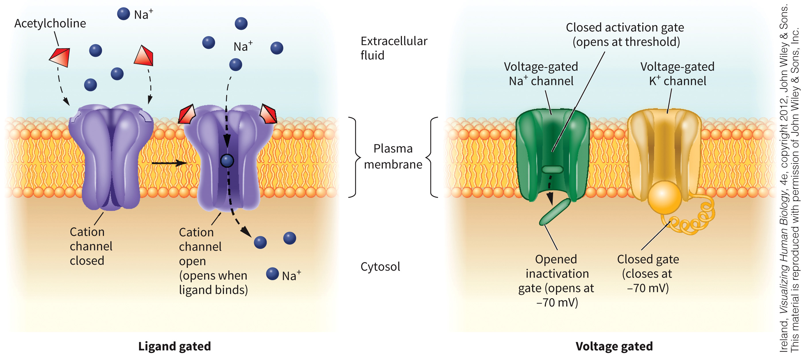 biol-4320-materials/Course Materials/_assets/tan1e_ch_05_lecture/image-004.jpg