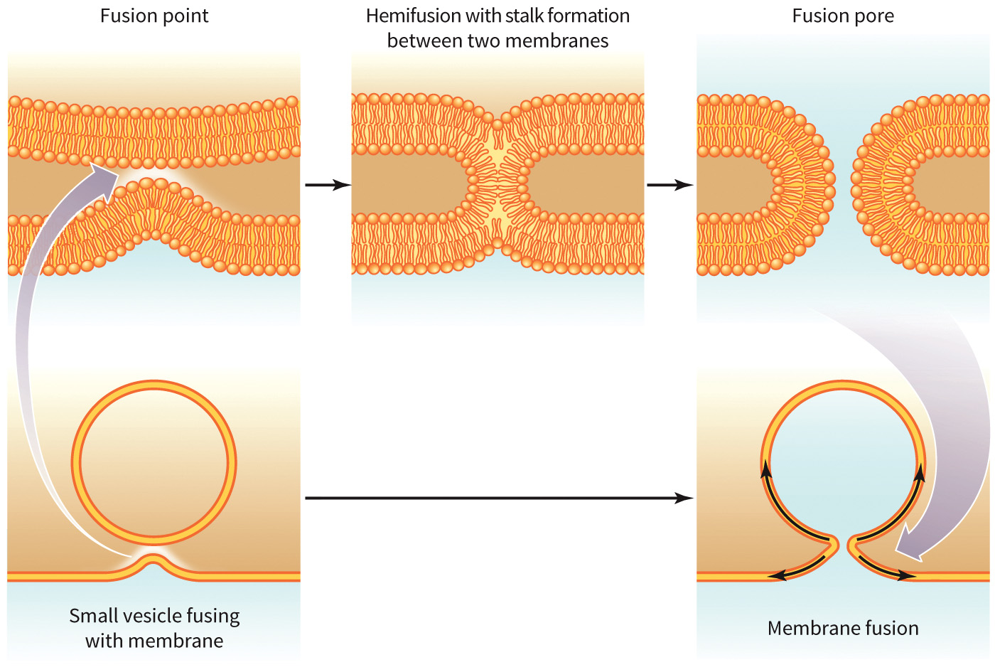 biol-4320-materials/Course Materials/_assets/tan1e_ch_05_lecture/image-006.jpg