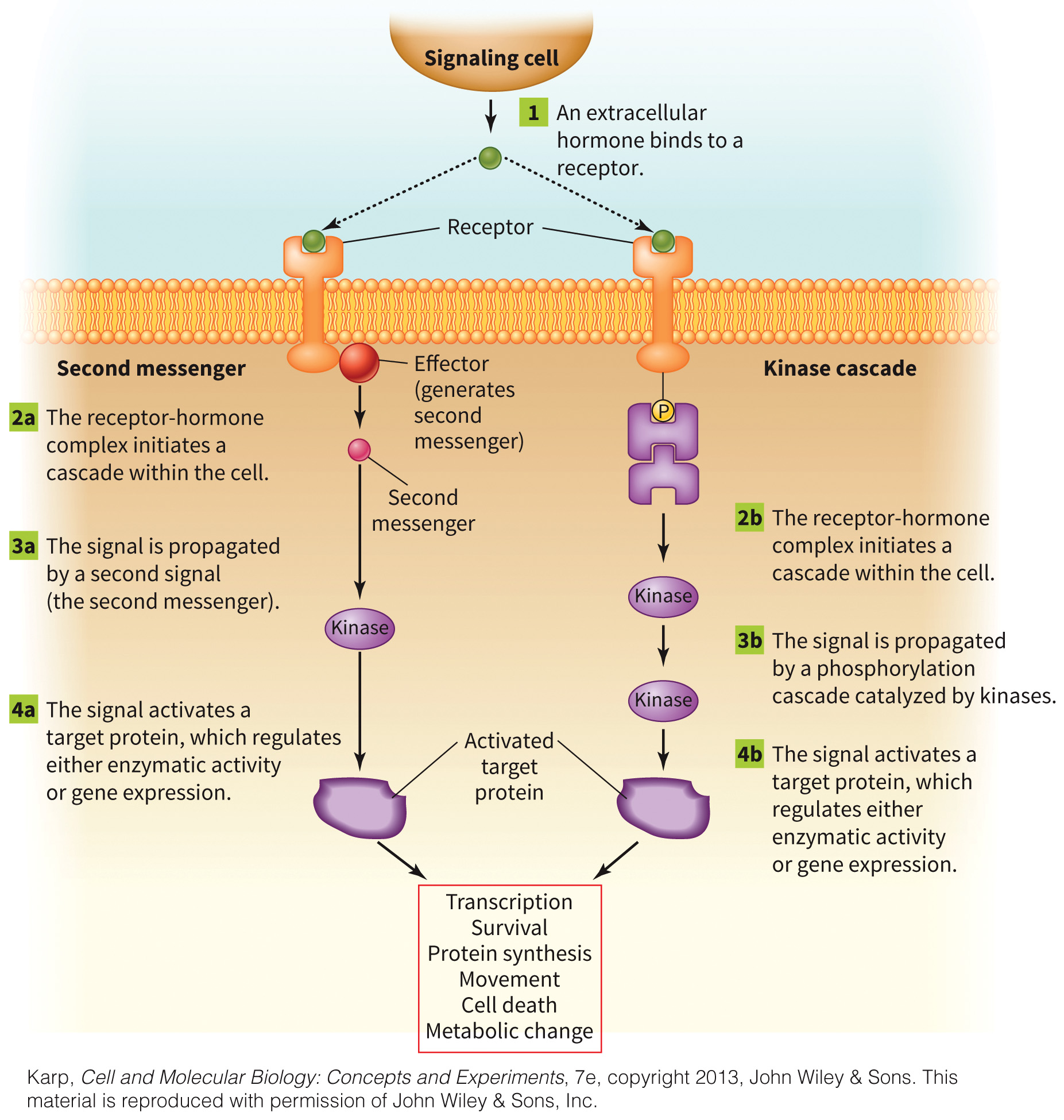 biol-4320-materials/Course Materials/_assets/tan1e_ch_05_lecture/image-007.jpg