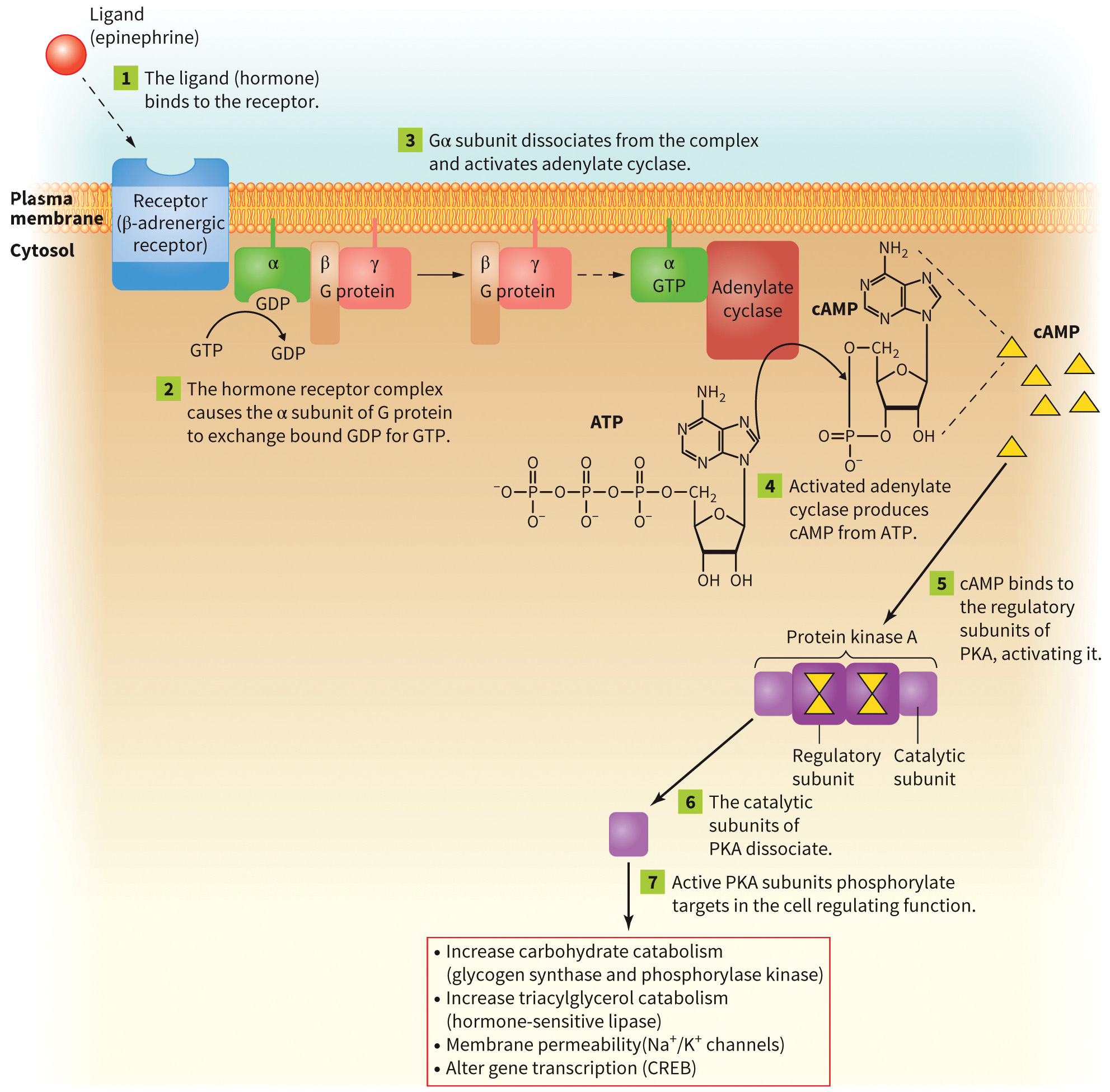 biol-4320-materials/Course Materials/_assets/tan1e_ch_05_lecture/image-008.jpg