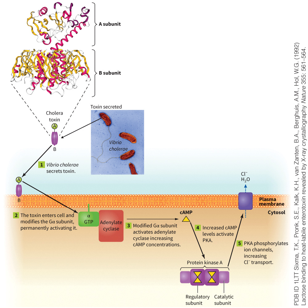 biol-4320-materials/Course Materials/_assets/tan1e_ch_05_lecture/image-009.jpg