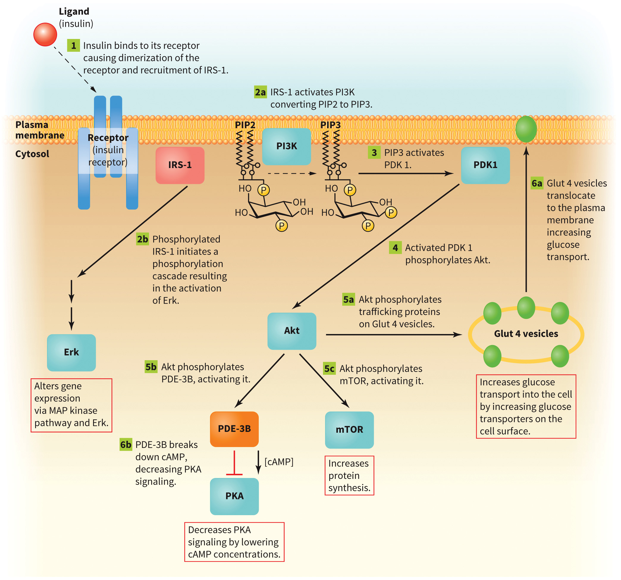 biol-4320-materials/Course Materials/_assets/tan1e_ch_05_lecture/image-010.jpg