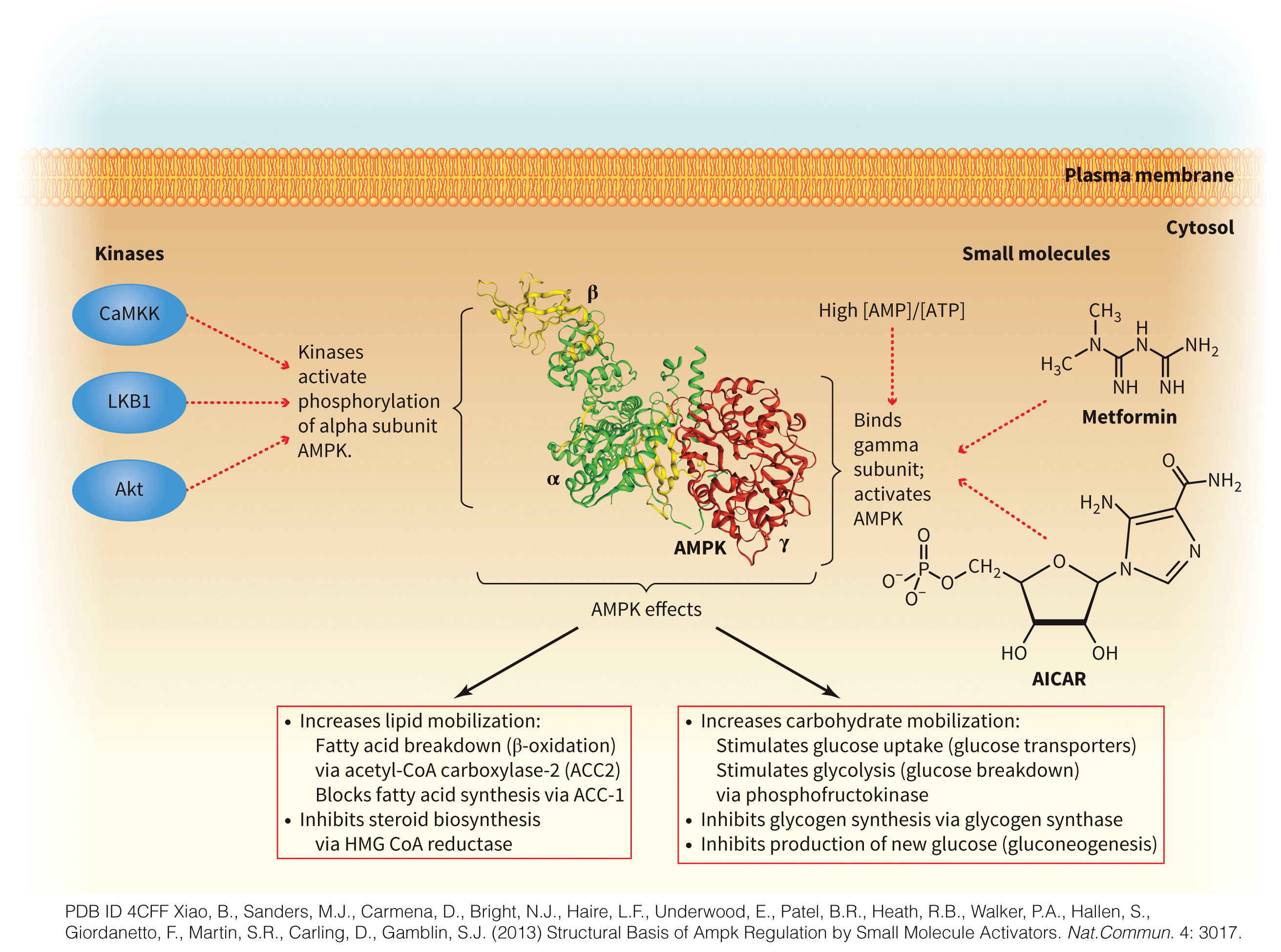 biol-4320-materials/Course Materials/_assets/tan1e_ch_05_lecture/image-011.jpg