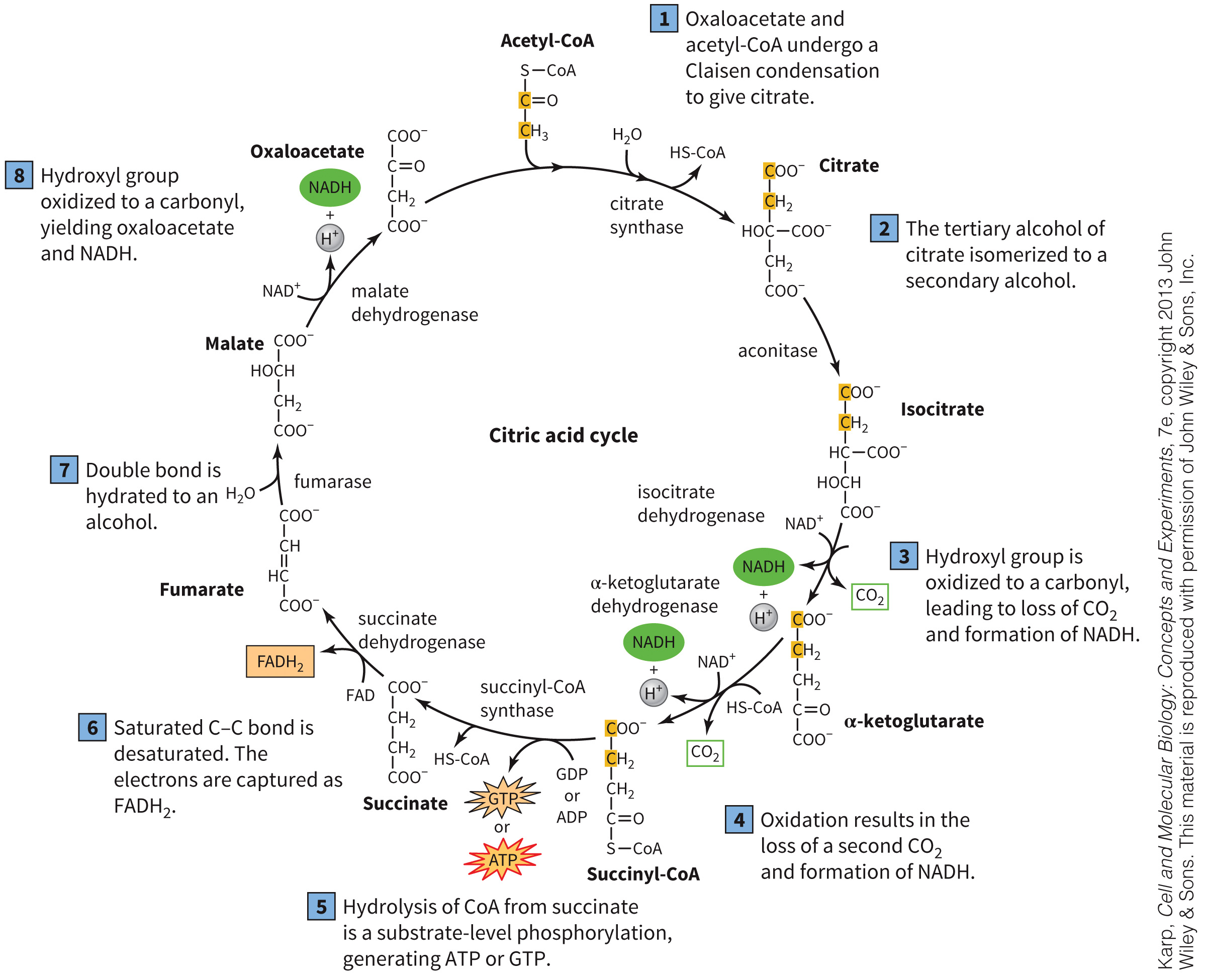 biol-4320-materials/Course Materials/_assets/tan1e_ch_07_lecture/image-001.jpg