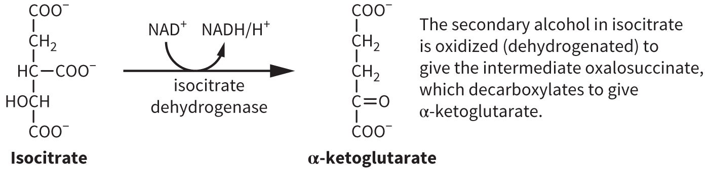 biol-4320-materials/Course Materials/_assets/tan1e_ch_07_lecture/image-004.jpg