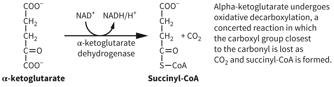 biol-4320-materials/Course Materials/_assets/tan1e_ch_07_lecture/image-006.jpg