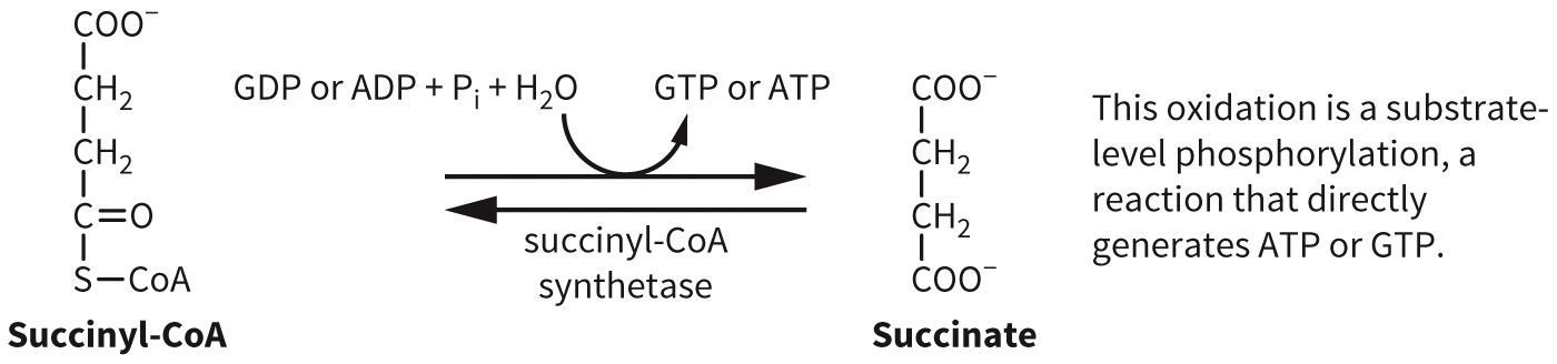 biol-4320-materials/Course Materials/_assets/tan1e_ch_07_lecture/image-007.jpg