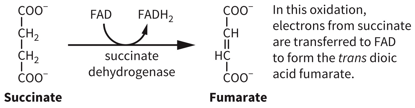 biol-4320-materials/Course Materials/_assets/tan1e_ch_07_lecture/image-008.jpg