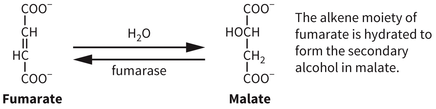 biol-4320-materials/Course Materials/_assets/tan1e_ch_07_lecture/image-009.jpg