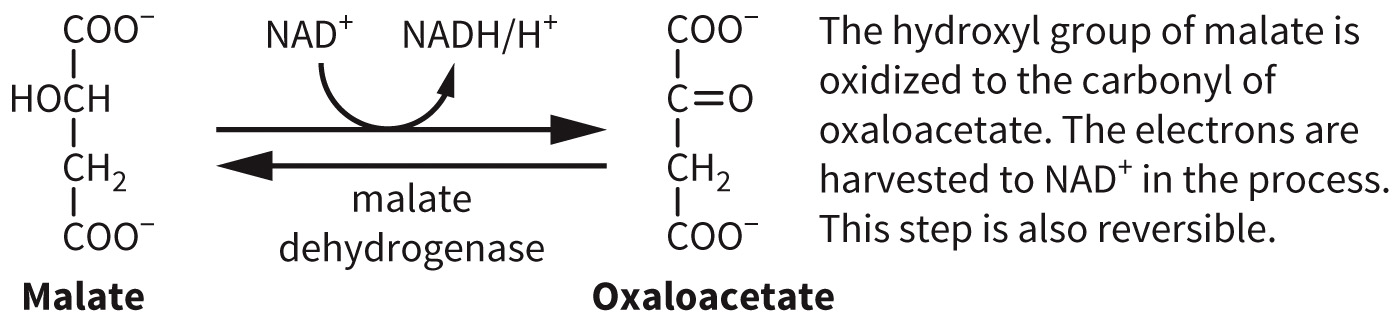biol-4320-materials/Course Materials/_assets/tan1e_ch_07_lecture/image-010.jpg