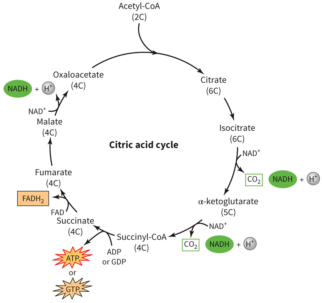 biol-4320-materials/Course Materials/_assets/tan1e_ch_07_lecture/image-011.jpg