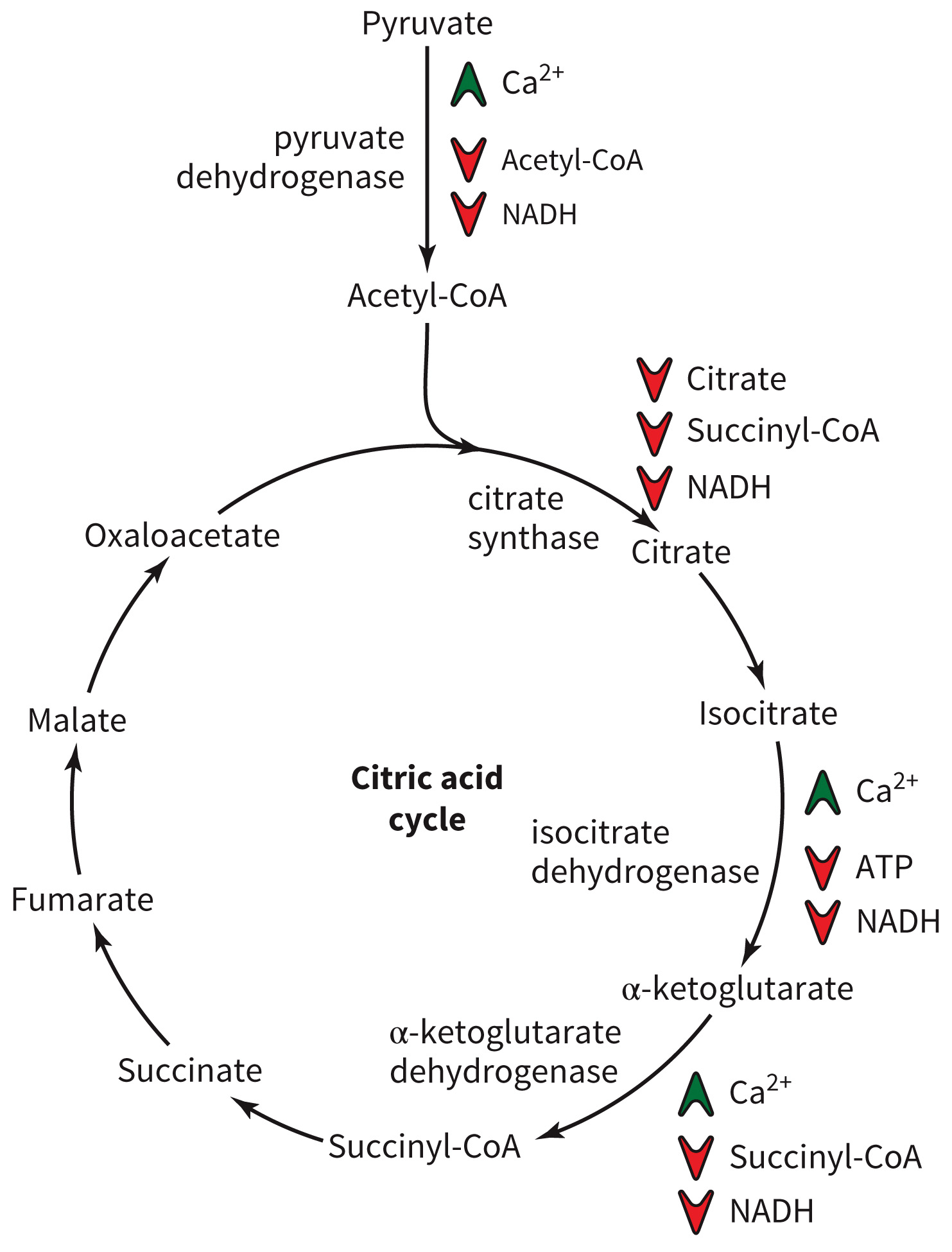 biol-4320-materials/Course Materials/_assets/tan1e_ch_07_lecture/image-013.jpg398