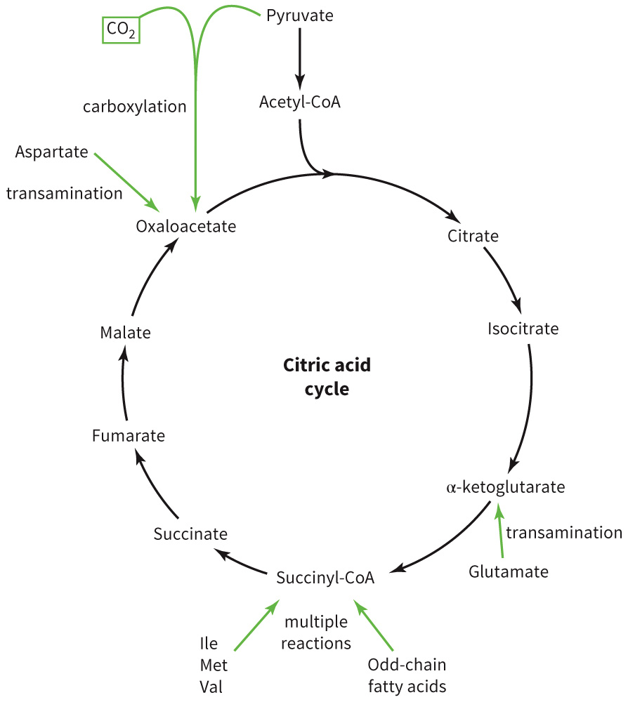 biol-4320-materials/Course Materials/_assets/tan1e_ch_07_lecture/image-014.jpg349