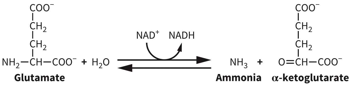 biol-4320-materials/Course Materials/_assets/tan1e_ch_07_lecture/image-015.jpg