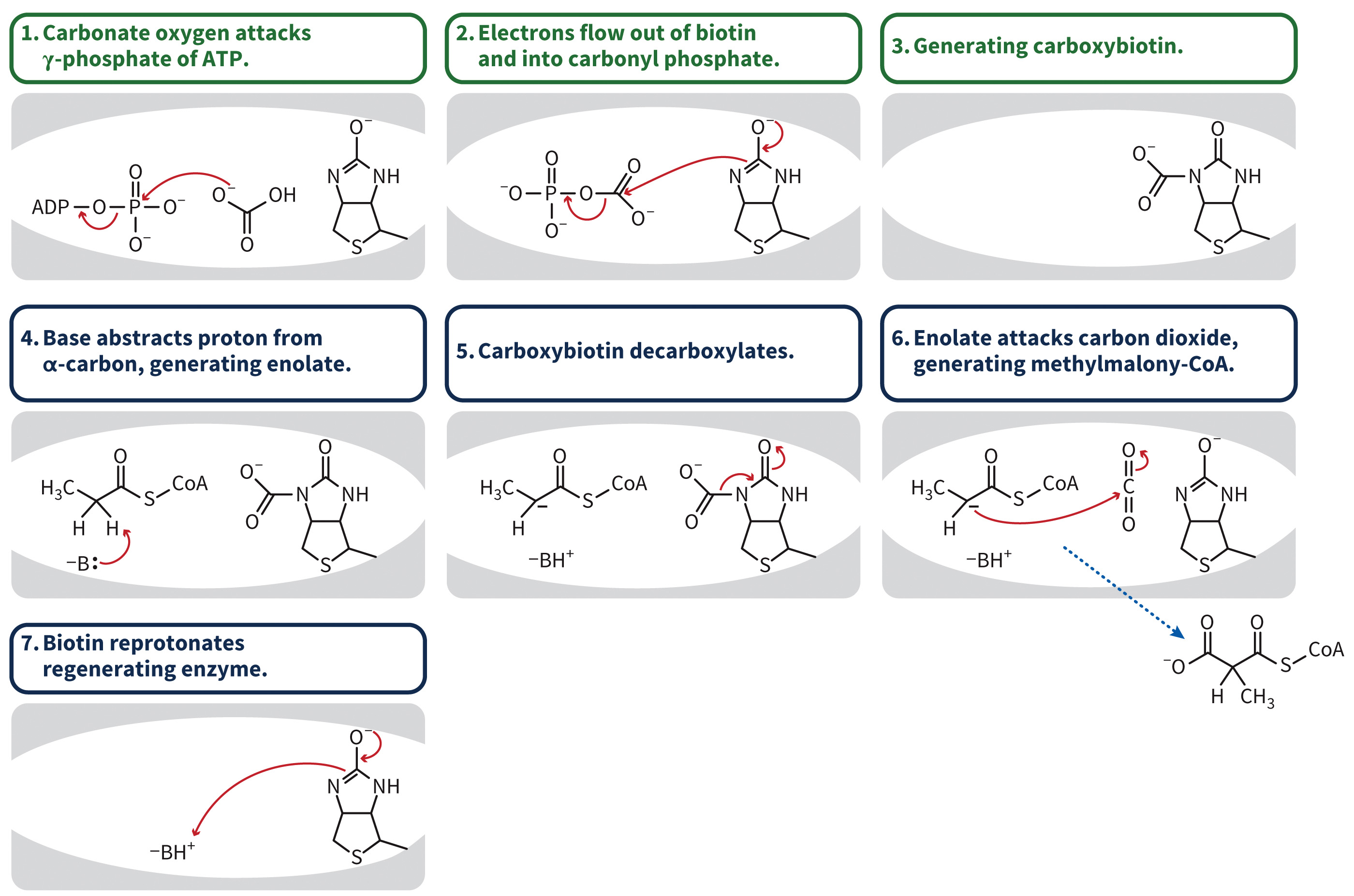 biol-4320-materials/Course Materials/_assets/tan1e_ch_07_lecture/image-017.jpg